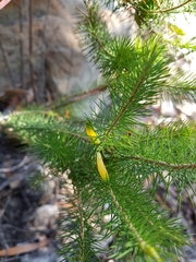 Stenanthera pinifolia