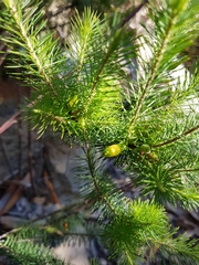 Stenanthera pinifolia