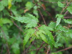 Rubus palmatus