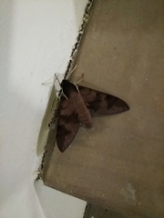 Gnathothlibus vanuatuensis