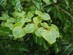 Corylopsis glabrescens