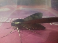 Gnathothlibus vanuatuensis