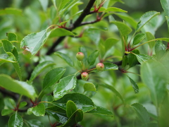 Malus spontanea