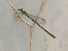 Agriocnemis femina