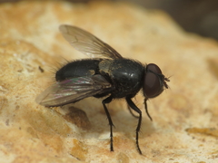 Pollenia amentaria