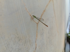 Agriocnemis femina