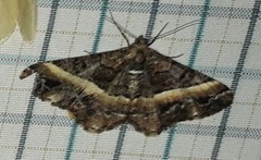Harutalcis vialis