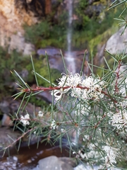 Hakea decurrens physocarpa