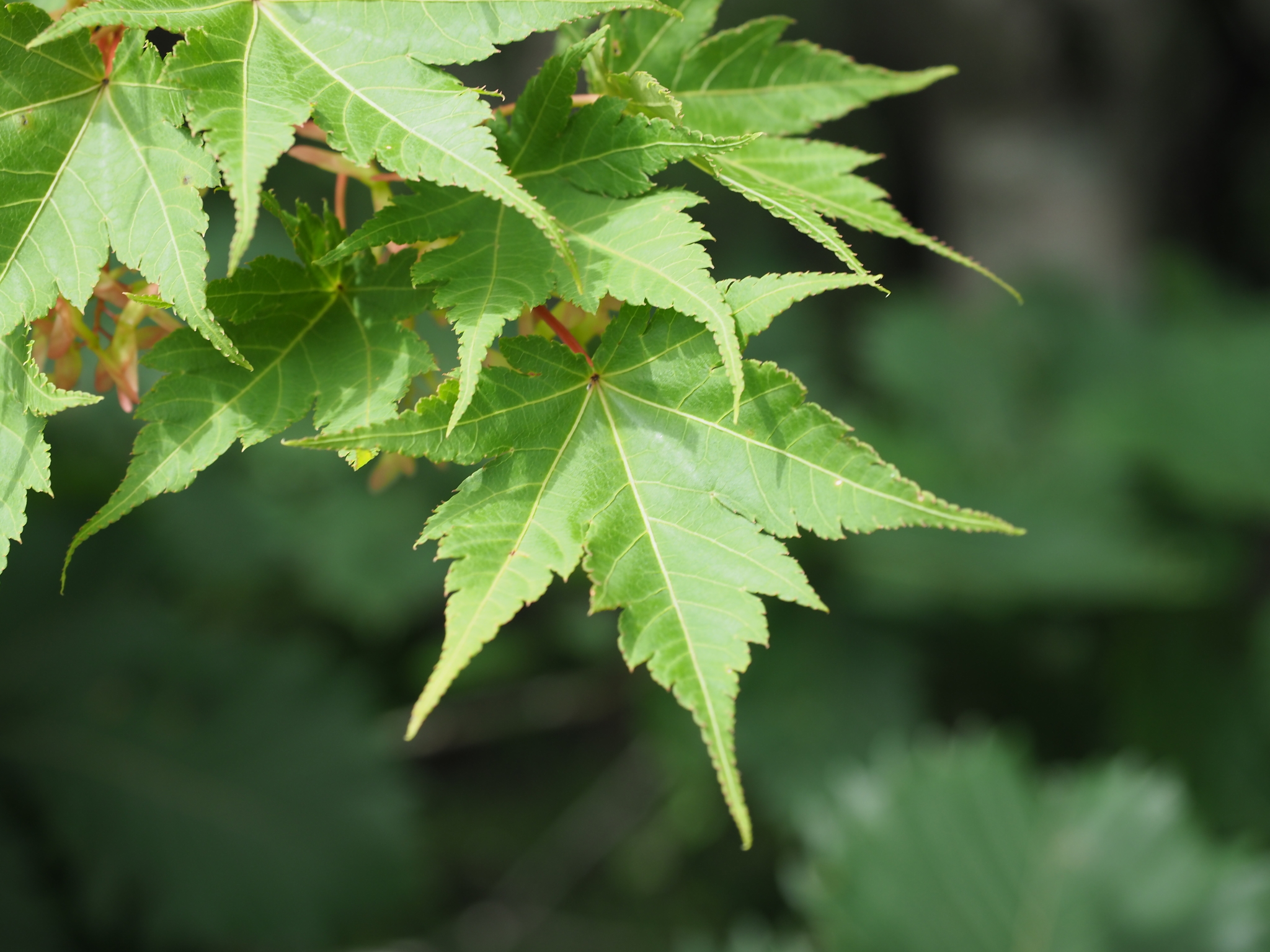 Komine Maple (Acer micranthum) · iNaturalist