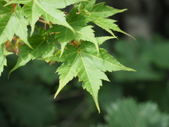 mie.maple-aptinomeまとめ Weird & Abnormal Japanese Maples — Mr Maple │ Buy Japanese