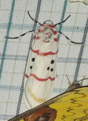 Cyana bellissima