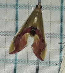 Agathodes ostentalis