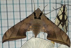 Ambulyx sericeipennis