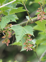 Acer capillipes