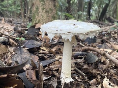 Fungi