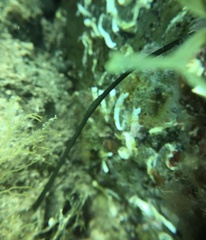 Bonellia viridis