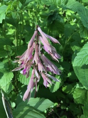 Cremastra appendiculata variabilis