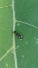 Dolichoderus quadripunctatus