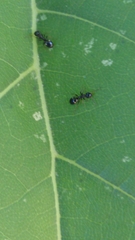 Dolichoderus quadripunctatus