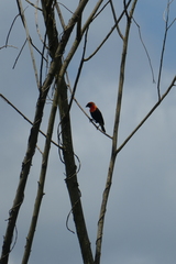 Euplectes hordeaceus