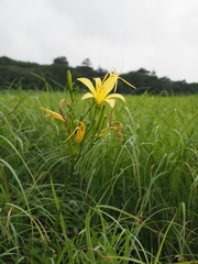 Hemerocallis citrina vespertina