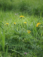 Ligularia japonica