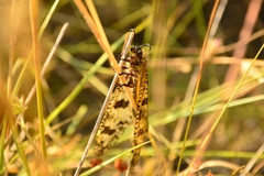 Palpares libelluloides