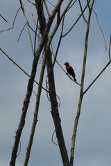 Euplectes hordeaceus