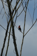 Euplectes hordeaceus