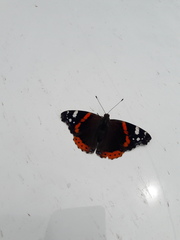 Vanessa atalanta
