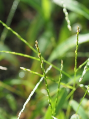 Digitaria radicosa