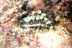 Acanthochitonidae