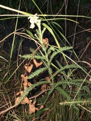Achillea millefolium
