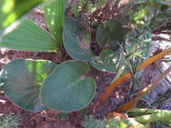 Pelargonium asarifolium