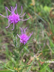 Liatris bracteata
