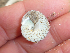 Coelotrochus tiaratus