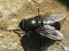Pollenia amentaria