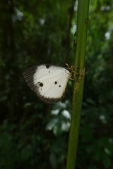 Larinopoda eurema