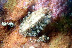 Craspedoplax variabilis