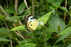 Belenois calypso calypso