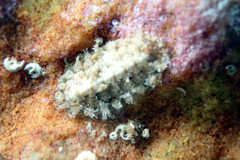 Craspedoplax variabilis