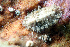 Craspedoplax variabilis