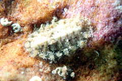 Craspedoplax variabilis