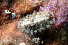 Craspedoplax variabilis