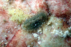 Ischnochiton thomasi