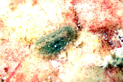Ischnochiton thomasi