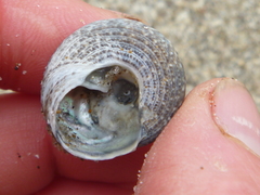 Coelotrochus tiaratus