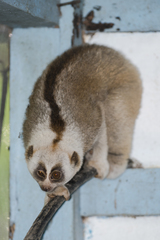 Bengal Slow Loris photo 2