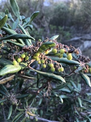 Comarostaphylis diversifolia diversifolia