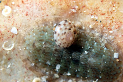 Ischnochiton thomasi